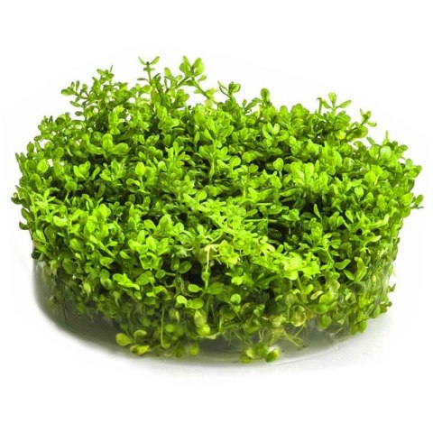 Eco Plant - Hemianthus Micranthemoides - InVitro mały kubek