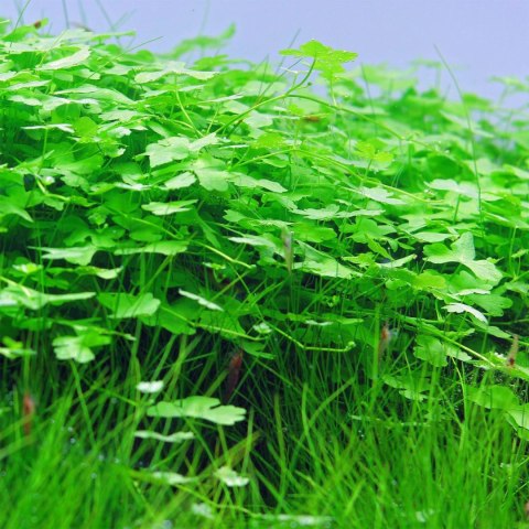 Eco Plant - Hydrocotyle Japan - Invitro mały kubek