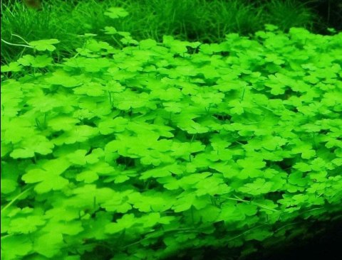 Eco Plant - Hydrocotyle Japan - Invitro mały kubek