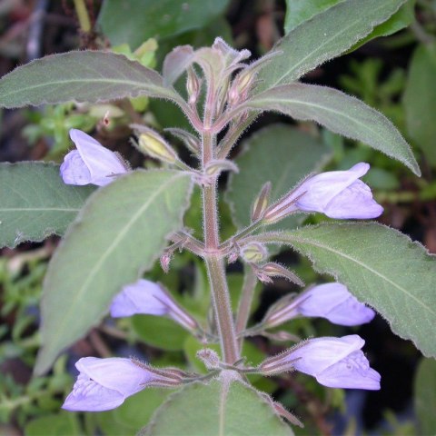 Eco Plant - Hygrophila Thailand - Invitro mały kubek