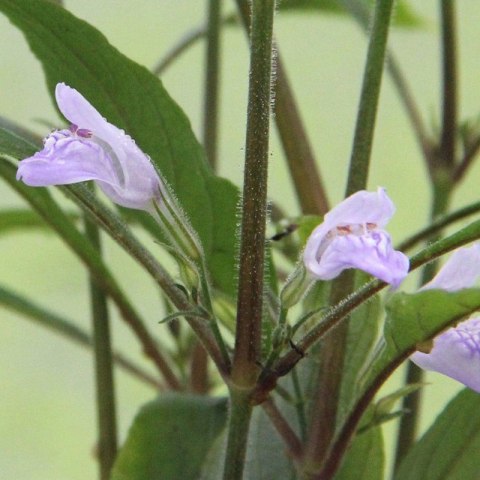 Eco Plant - Hygrophila Thailand - Invitro mały kubek