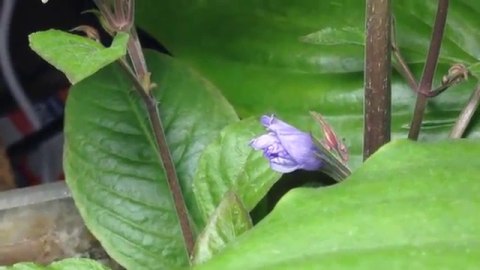 Eco Plant - Hygrophila Thailand - Invitro mały kubek