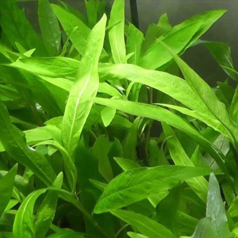 Eco Plant - Hygrophila Thailand - Invitro mały kubek