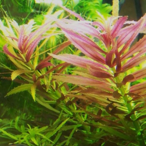 Eco Plant - Limnophila Aromatica - InVitro mały kubek