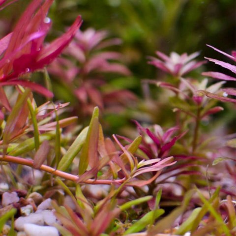 Eco Plant - Limnophila Aromatica - InVitro mały kubek