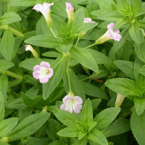 Eco Plant - Limnophila Aromatica - InVitro mały kubek