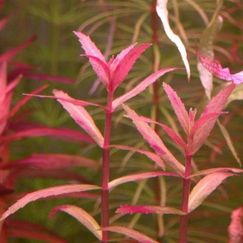 Eco Plant - Limnophila Aromatica - InVitro mały kubek