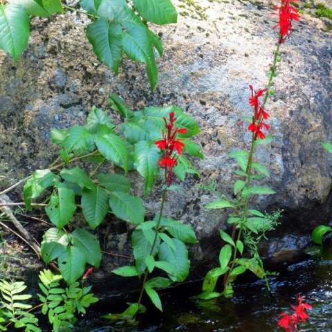 Eco Plant - Lobelia Cardinalis - InVitro mały kubek