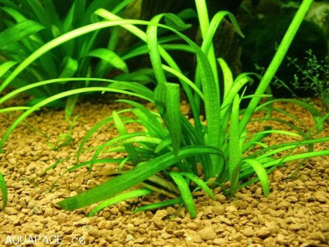 Eco Plant - Sagittaria Subulata - InVitro mini kubek