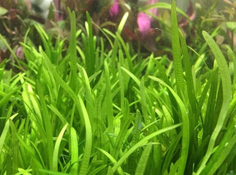 Eco Plant - Sagittaria Subulata - InVitro mini kubek