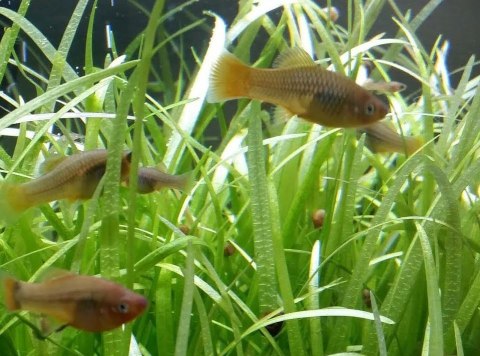 Eco Plant - Sagittaria Subulata - InVitro mini kubek