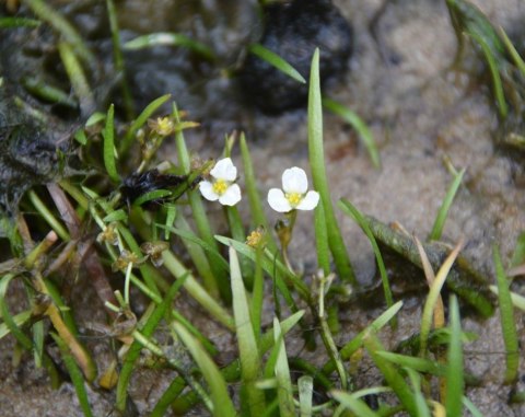 Eco Plant - Sagittaria Subulata - InVitro mini kubek