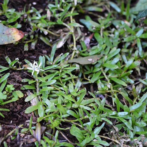 Eco Plant - roślina Invitro kubek mini - heteranthera zosterifolia