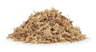 Mech torfowiec Sphagnum moss 25g