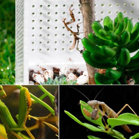 Repti-Zoo Mantis Box M - terrarium akrylowe dla modliszek