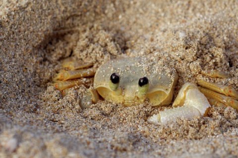 EXO TERRA Riverbed Sand - piasek rzeczny