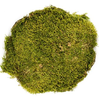 Terrario North King Moss 100g - mech płat