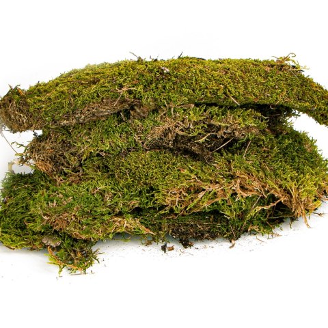 Terrario North King Moss 100g - mech płat