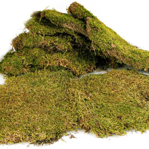 Terrario North King Moss 100g - mech płat