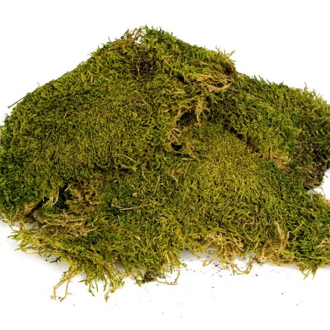 Terrario North King Moss 100g - mech płat