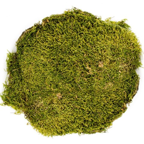 Terrario North King Moss 50g - mech płat