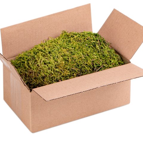 Terrario North King Moss Box 1.5l - mech tropikalny