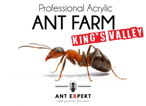 Ant Expert King's Valley - formikarium akrylowe profesjonalne