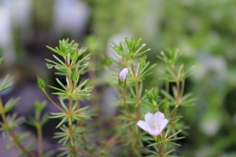 Eco Plant - Bacopa Myriophylloides - InVitro mały kubek