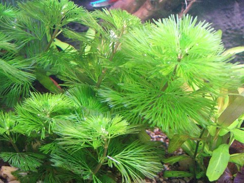 Eco Plant - Bacopa Myriophylloides - InVitro mały kubek