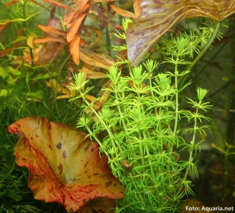 Eco Plant - Bacopa Myriophylloides - InVitro mały kubek