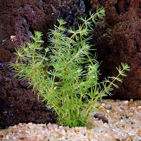 Eco Plant - Bacopa Myriophylloides - InVitro mały kubek