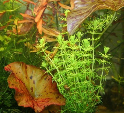 Eco Plant - Bacopa Myriophylloides - InVitro mały kubek