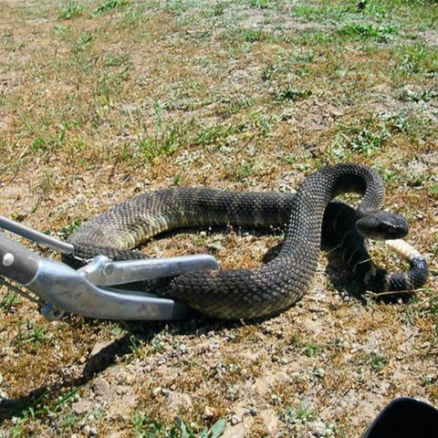 Repti-zoo Snake Tong - metalowy chwytak do węży 100cm