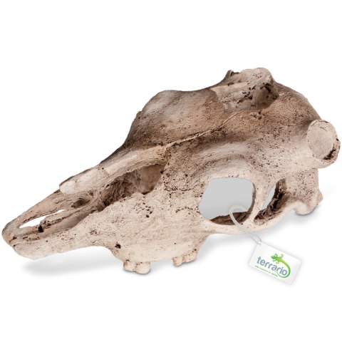 Terrario Buffalo Skull - kryjówka do terrarium 21x12x8 cm