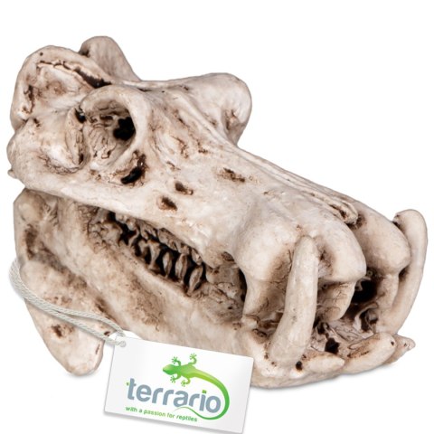 Terrario Hippo Skull - ozdoba do terrarium 5x3x3 cm