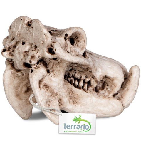 Terrario Hippo Skull - ozdoba do terrarium 5x3x3 cm