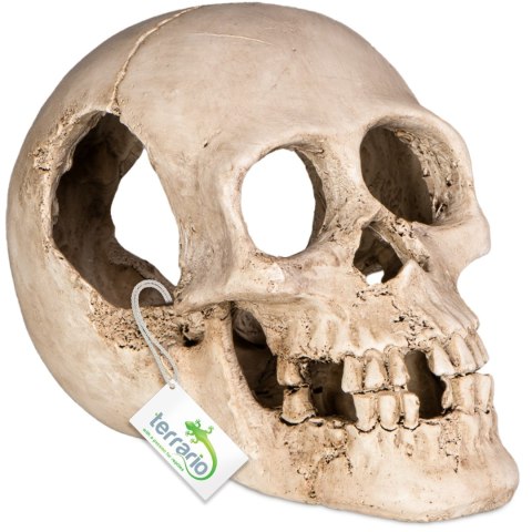 Terrario Human Skull XL - ozdoba do terrarium 15x10x9 cm