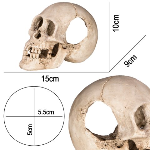 Terrario Human Skull XL - ozdoba do terrarium 15x10x9 cm