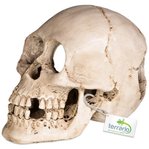 Terrario Human Skull XL - ozdoba do terrarium 15x10x9 cm