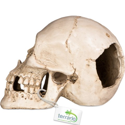 Terrario Human Skull XL - ozdoba do terrarium 15x10x9 cm