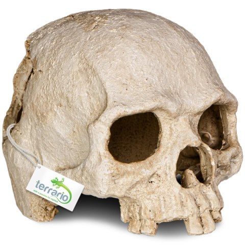 Terrario Human Skull - ozdoba do terrarium 14x11x11 cm