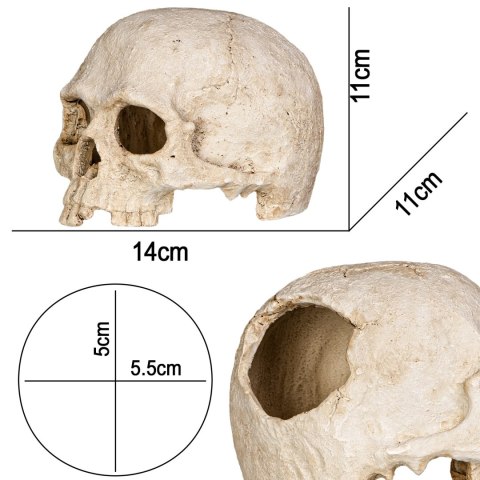 Terrario Human Skull - ozdoba do terrarium 14x11x11 cm