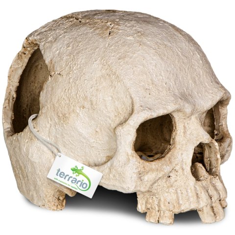 Terrario Human Skull - ozdoba do terrarium 14x11x11 cm